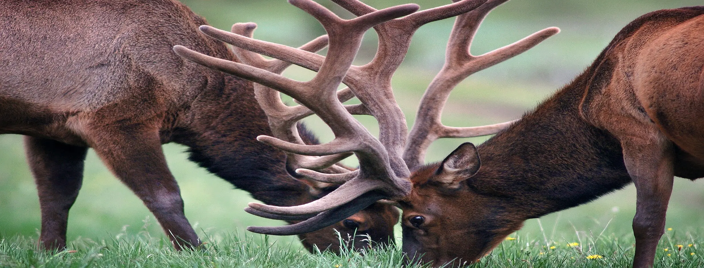 Image for Wildlife Watching